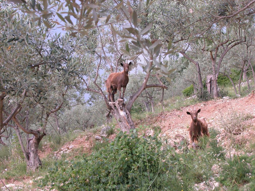 Agriturismo Istrice Innamorato كامبيلو سول كليتونو المظهر الخارجي الصورة